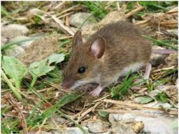Waspada! Sebagian Daerah di Jatim Masuk KLB Laptospirosis, Virus dari Kencing Tikus