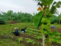 Wali Kota Eri Targetkan Hasil Urban Farming Warga Penuhi 60 Persen Kebutuhan Pangan Surabaya