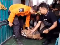 Buaya Sepanjang 3 MeterMilik Warga Wonokusumo Dievakuasi BPBD Surabaya