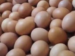 Pasca Pemilu 2024, Harga Telur Ayam Ras Tembus Rp.30 Ribu Per Kg