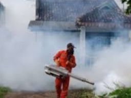 Pemkot Surabaya Tingkatkan Antisipasi Resiko Penularan DBD