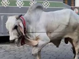 Ini Penampakan "Brebes Mili" Sapi Kuban Milik Presiden Jokowi