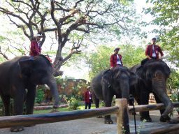 Gajah - Gajah KBS Siap Sambut Liburan Lebaran 2025