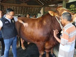 Idul Adha, Presiden Prabowo Beli Sapi Milik Peternak Gresik