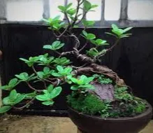 350 Bonsai Bakal Dipamerkan Di Balai Kota Surabaya