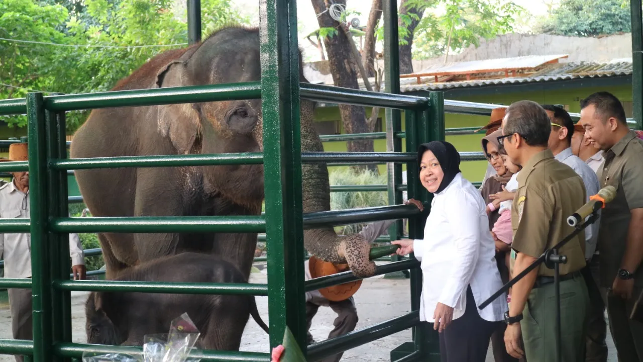 Risma Berinama Bayi Gajah Sumatera KBS,Dumbo
