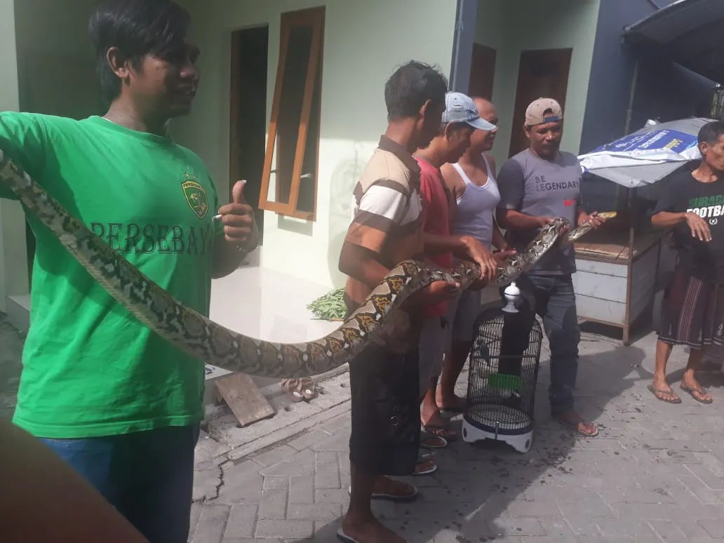 Warga Kedung Baruk Tangkap Ular Sanca Sepanjang 4 Meter di Areal Makam