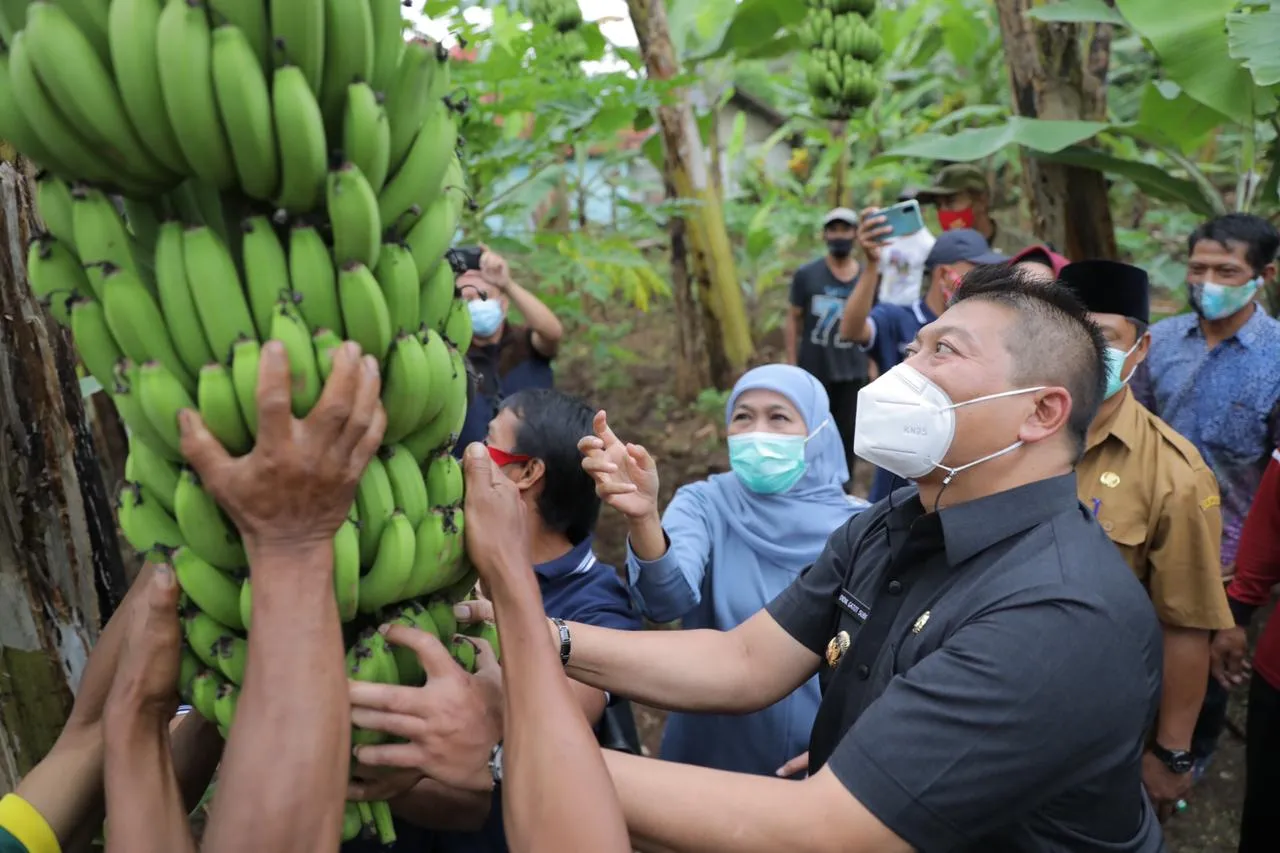 Kunjungi Kebun Pisang Srimulyo Dampit, Khofifah: Buahnya Bagus-Bagus