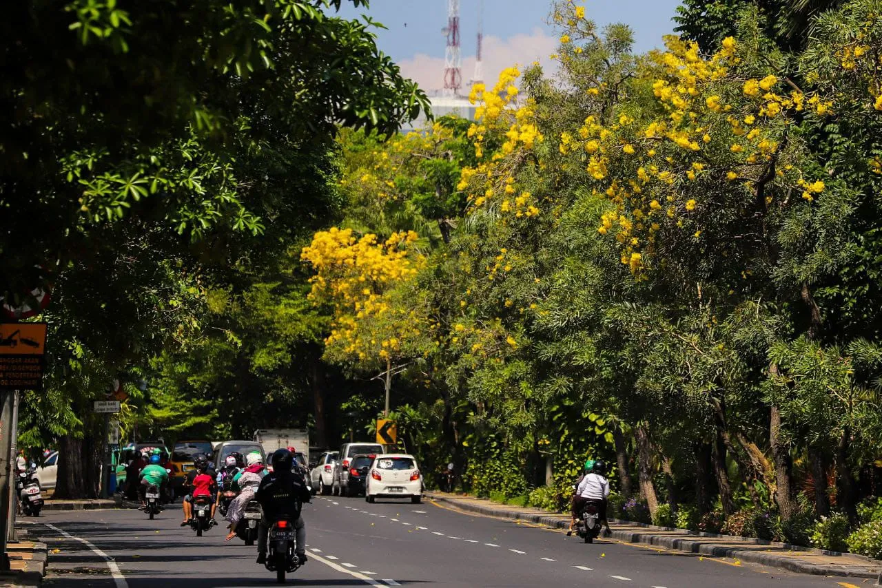 Bunga Tabebuya Bermekaran Lagi di Kota Surabaya, Percantik Jalanan saat Lebaran