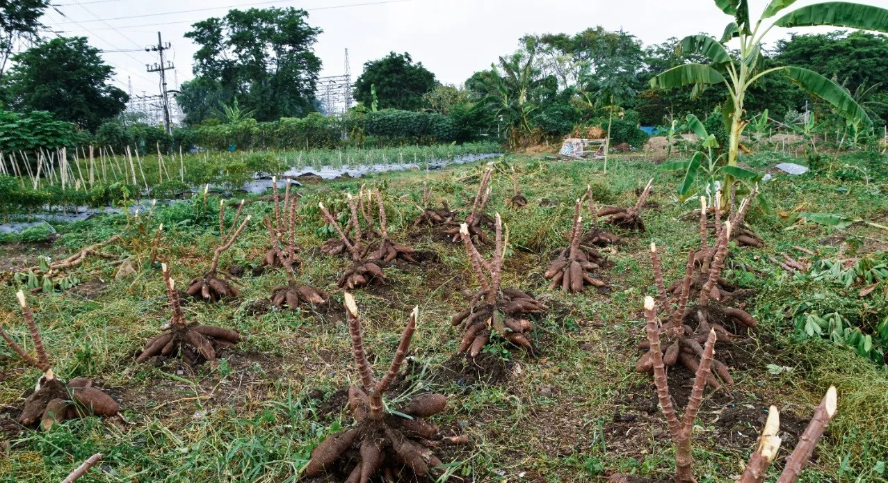 Pemkot Surabaya Sulap Lahan Kosong Untuk Budidaya Tanaman Produktif