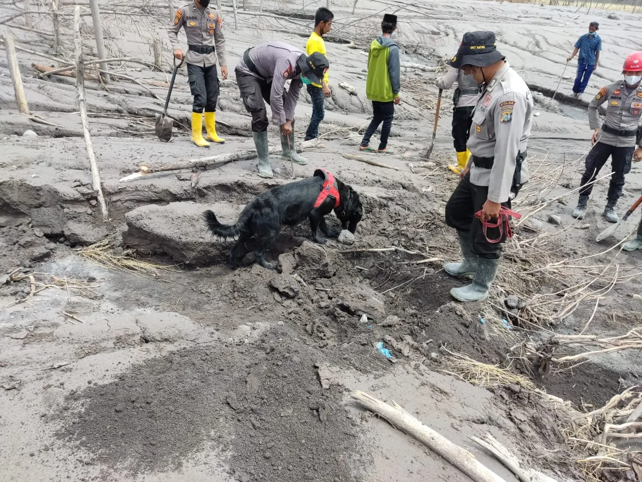 11 Anjing K9 Dikerahkan Bantu Pencarian Jenazah Erupsi Semeru