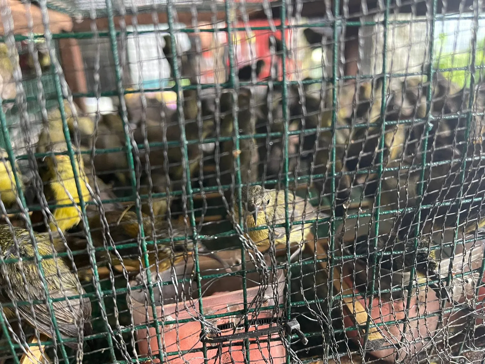 Petugas Gagalkan Penyelundupan 2.719 Ekor Burung Berkicau Asal Kalimantan