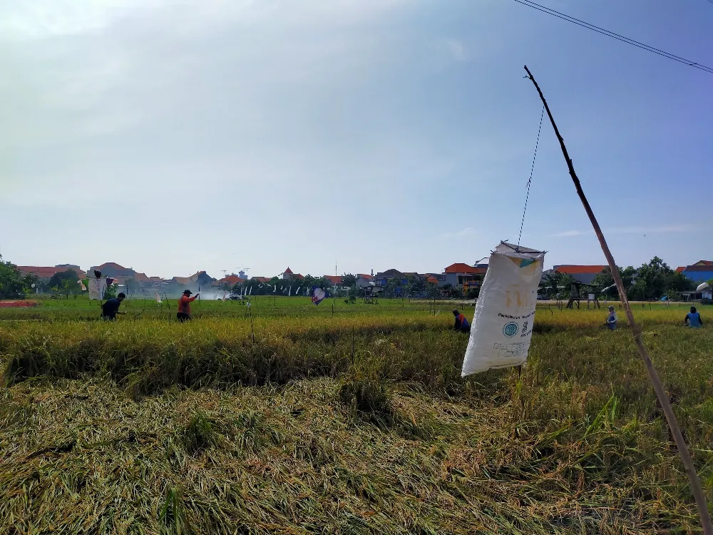 Budidaya Beras Merah, Petani Kedurus Surabaya Hasilkan 1,2 Ton Gabah