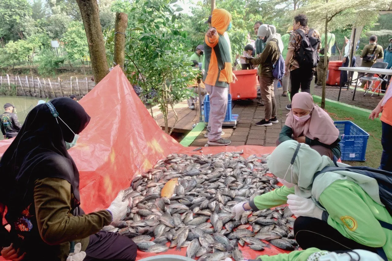DKPP Surabaya Bagikan Hasil Panen Ikan Nila dan Jagung Ke Warga MBR