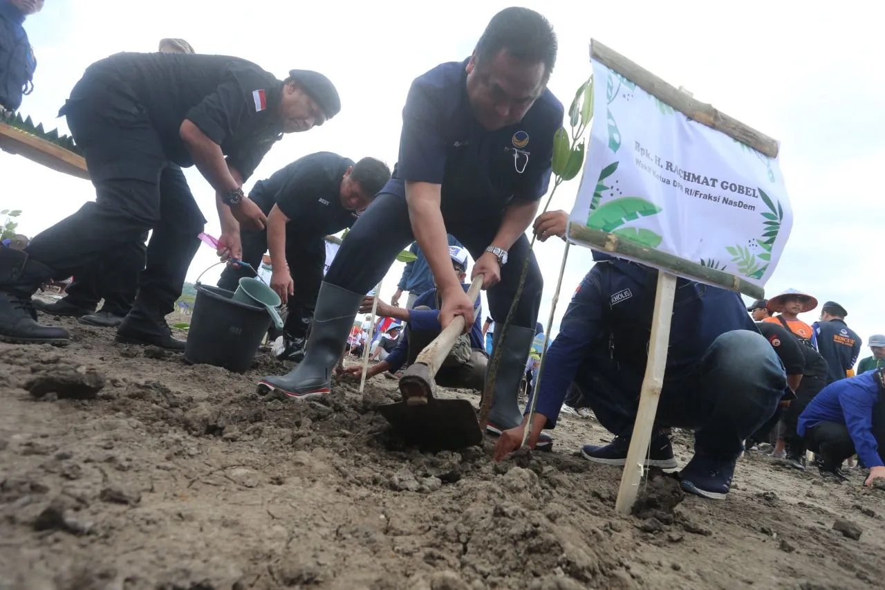 Wujud Aksi KENDURI Bahari, NasDem Jatim Tanam Ribuan Pohon Mangrove di Banyuwangi