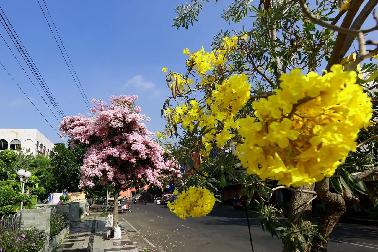 Tabebuya Bermekaran, Kota Surabaya Kian Menawan