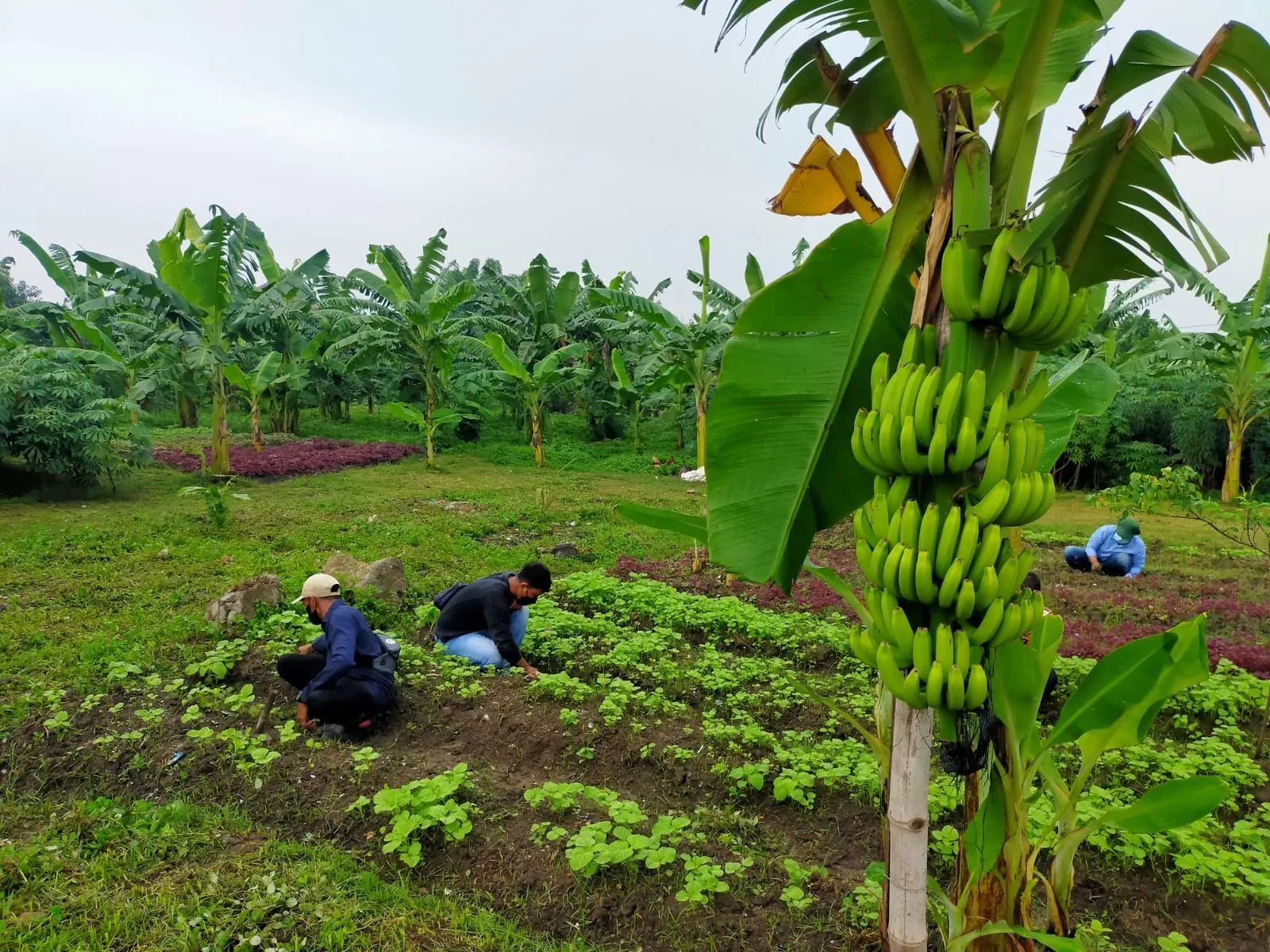 Wali Kota Eri Targetkan Hasil Urban Farming Warga Penuhi 60 Persen Kebutuhan Pangan Surabaya