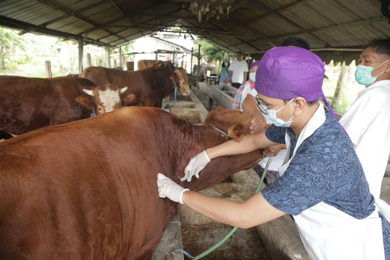 Jelang Idul Adha, DKPP Surabaya Mulai Suntikan Vaksin LSD Hewan Qurban