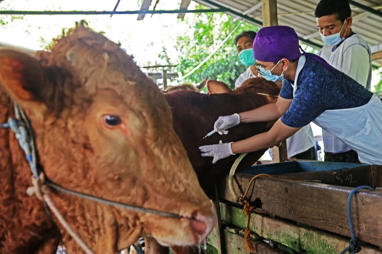 Warga Surabaya Dilarang Keras Buang Limbah Rumen Hewan Kurban di Sungai