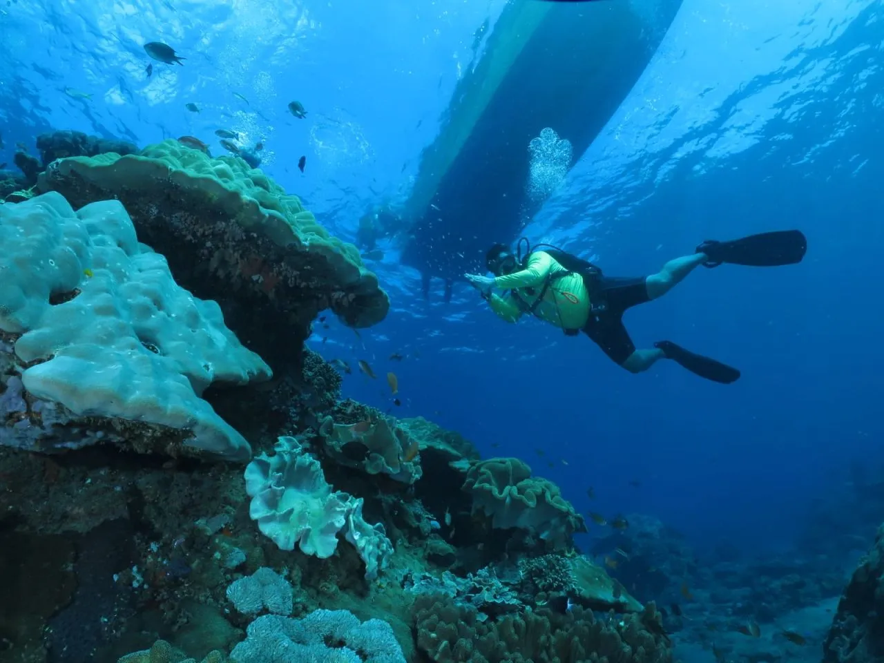 Diving di Nusa Penida Bali, Sajikan Pari Manta di Depan Mata
