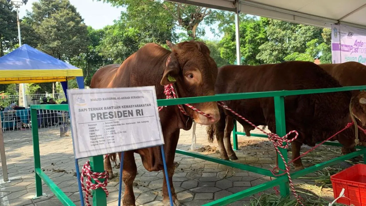 Jumat Lusa, Sapi Kurban Presiden Jokowi yang Seberat 1,15 Ton Akan Disembelih