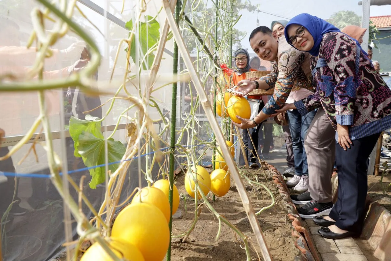 Wali Kota Eri Panen Raya Golden Melon di Medokan Ayu Surabaya
