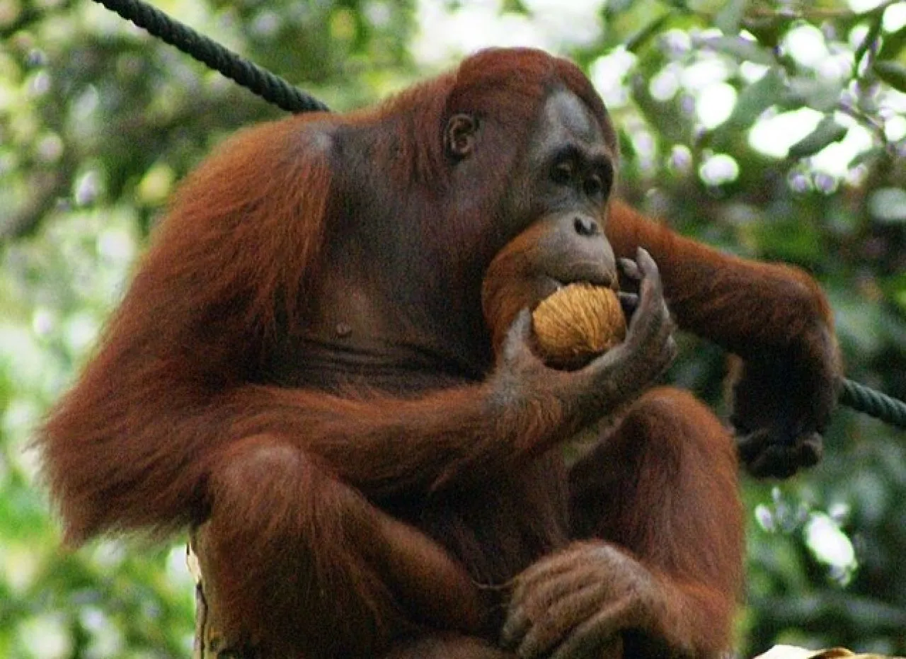 BKSDA Jatim Kembalikan Satu Ekor Orangutan Ke Kalimantan