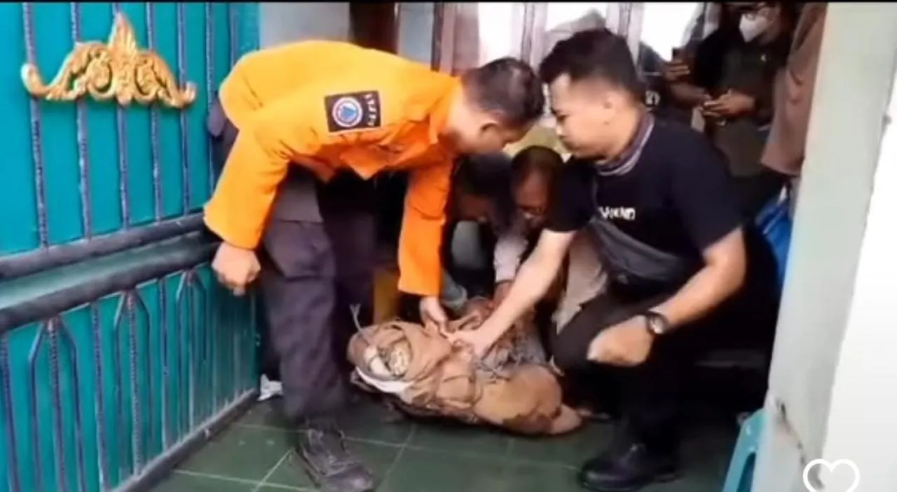 Buaya Sepanjang 3 MeterMilik Warga Wonokusumo Dievakuasi BPBD Surabaya