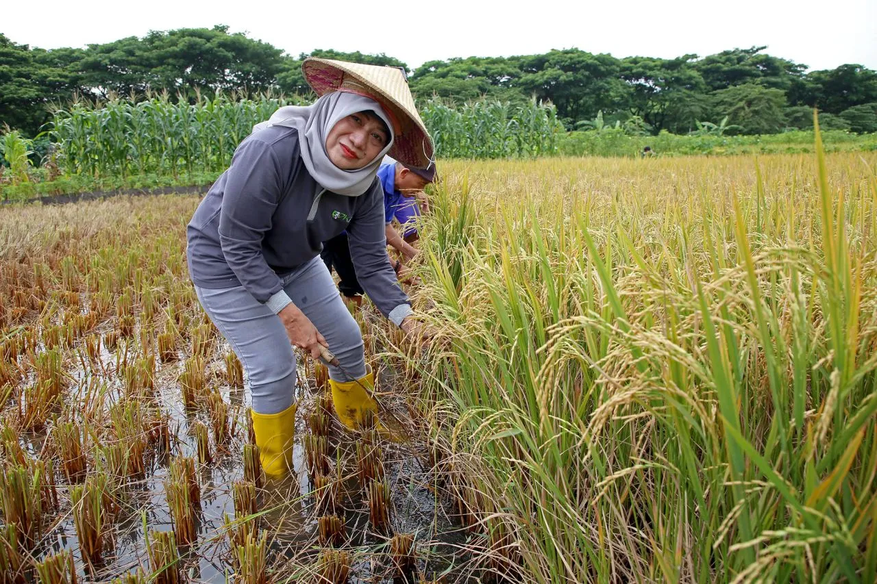 Pemkot Surabaya Bersama Kelompok Tani Kelurahan Made Gelar Panen Raya Padi