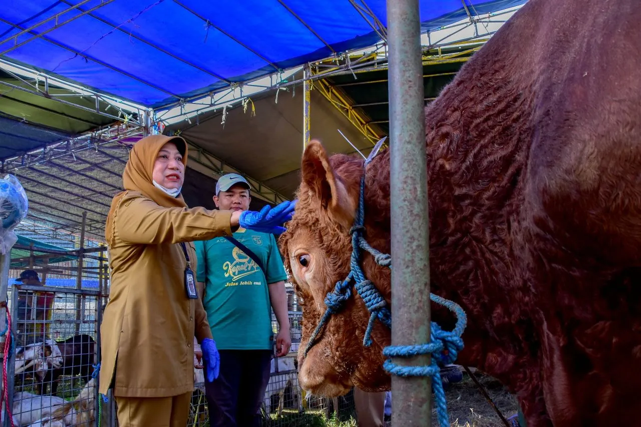 DKPP Surabaya Lakukan Pengecekan Kondisi Hewan Kurban