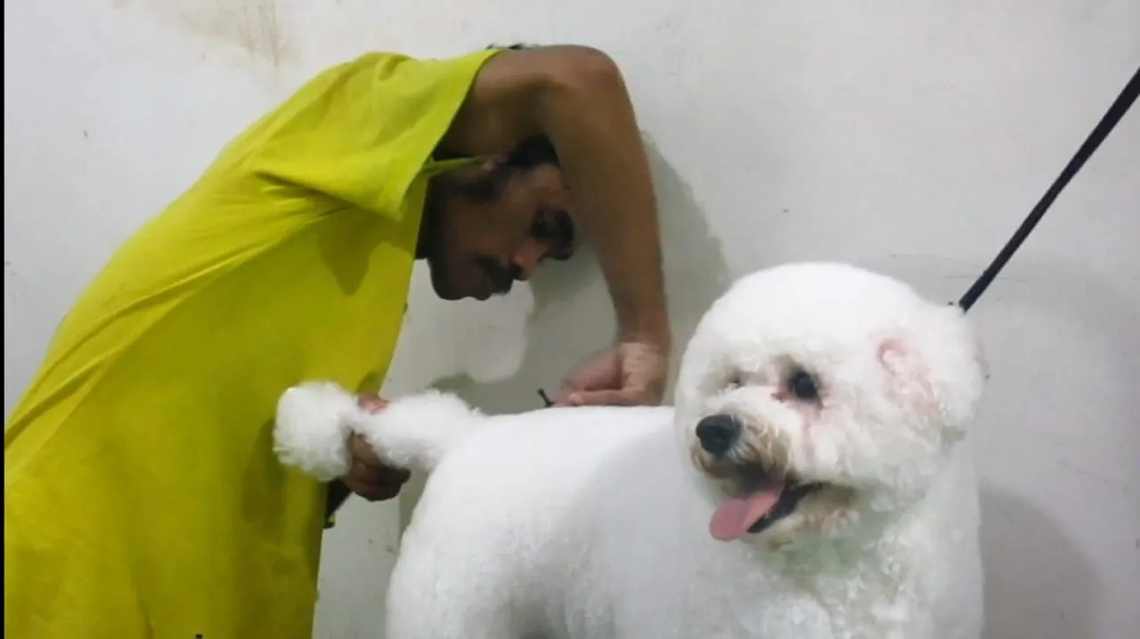 Liburan Natal dan Tahun Baru, Hotel Anjing di Surabaya Kebanjiran Tamu!