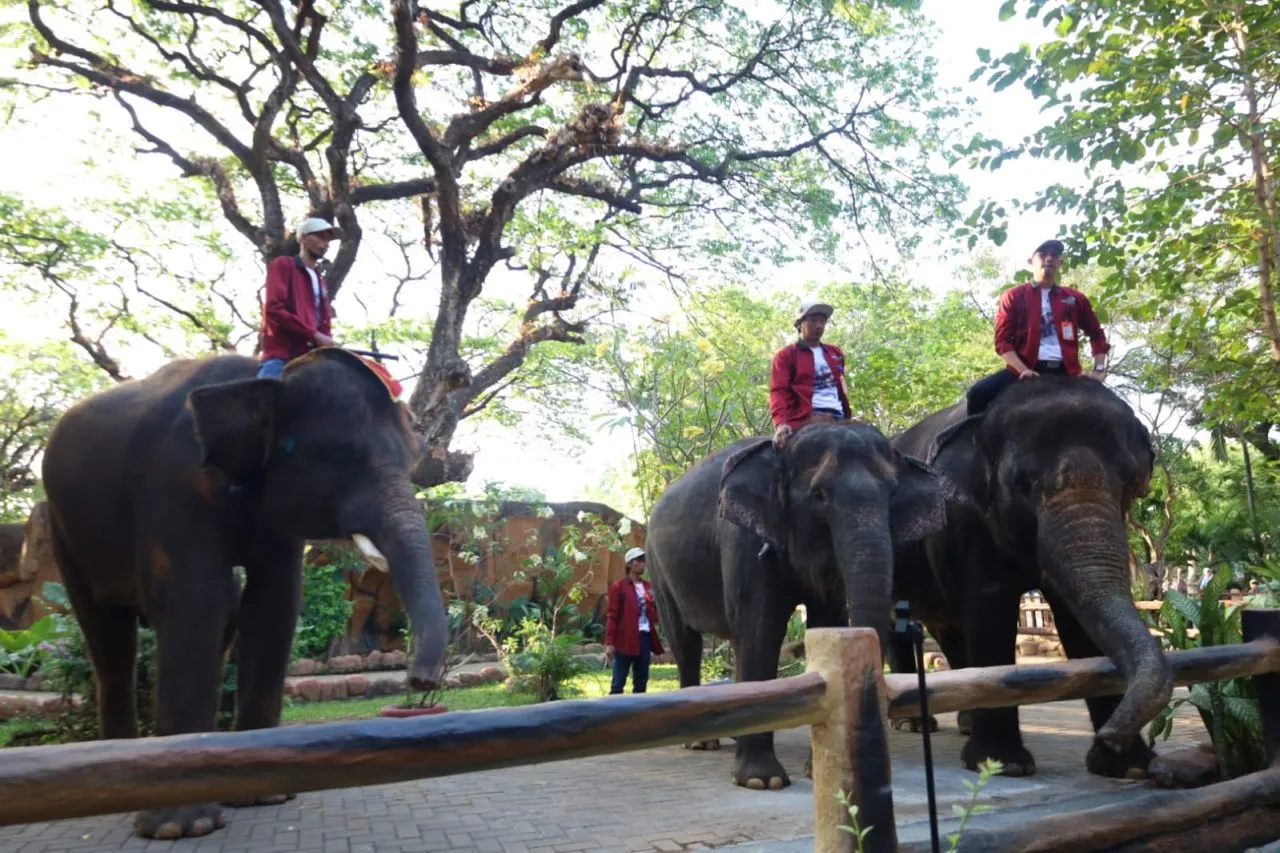 Gajah - Gajah KBS Siap Sambut Liburan Lebaran 2025