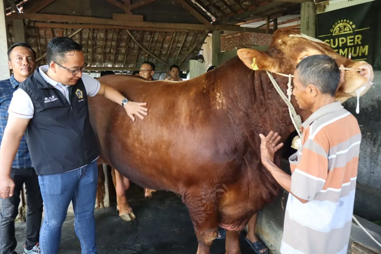 Idul Adha, Presiden Prabowo Beli Sapi Milik Peternak Gresik