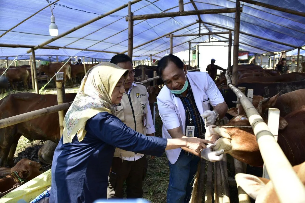 DKPP Surabaya Gencar Periksa Hewan Kurban, Cegah Penyakit PMK