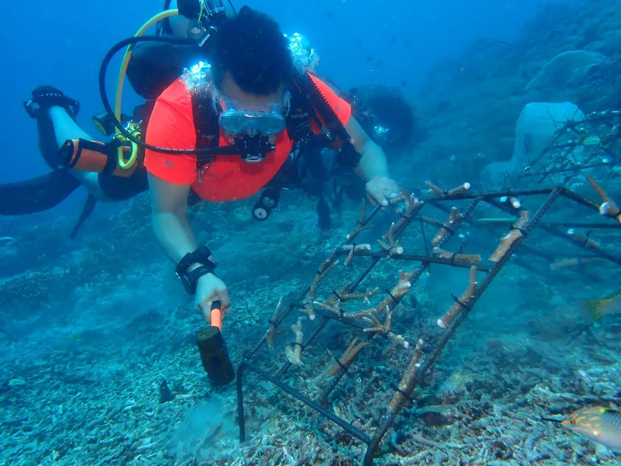Gandeng BCMR dan Komunitas BaikBaik, SIER Lakukan Restorasi Terumbu Karang di Nusa Penida