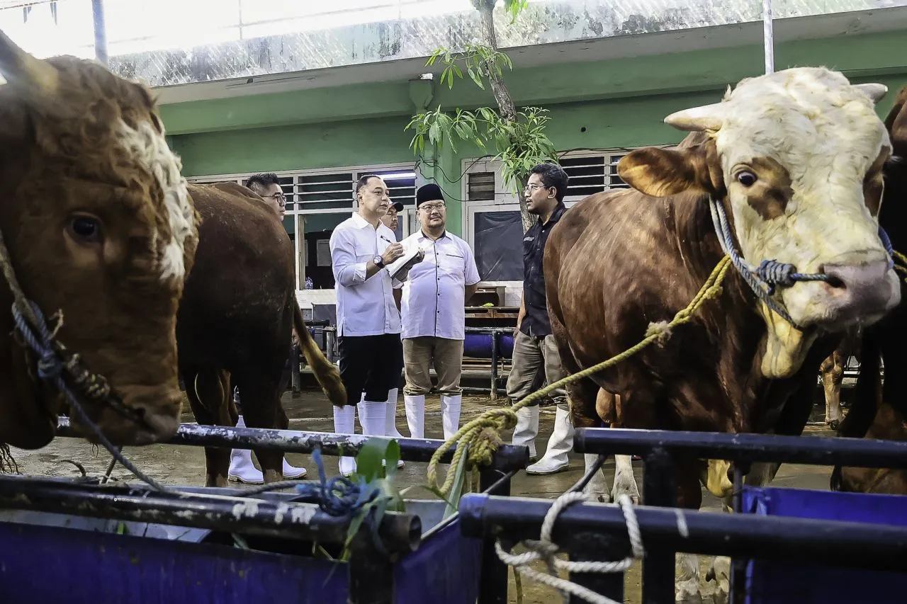 RPH Surabaya Siap Layani Kebutuhan Hewan Kurban Iduladha 1446 H dengan Jaminan Kesehatan