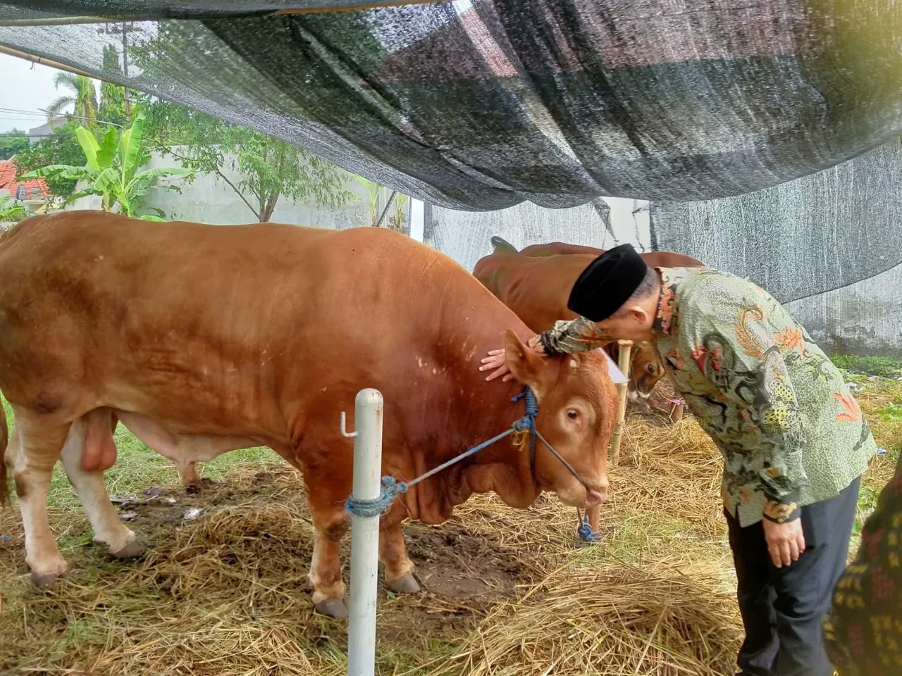 PT DLU Bebagi Kebahagian dengan Kurban 73 Ekor Sapi di Idul Adha