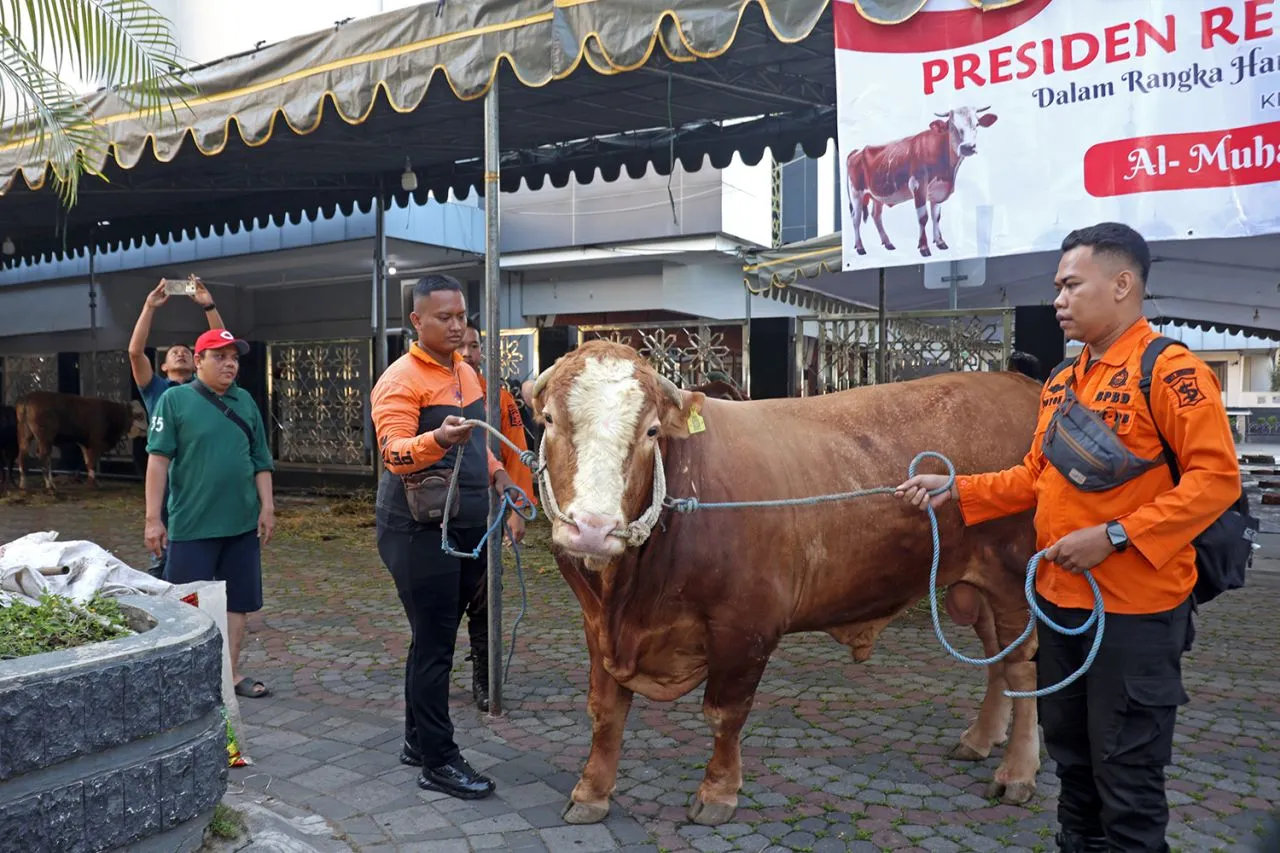 Sapi Kurban Bantuan Presiden Prabowo Berbobot 845 Kg untuk Warga Surabaya