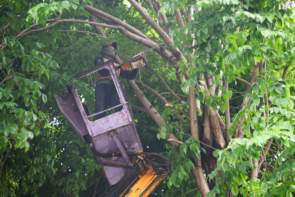 DLH Surabaya Uji Alat Khusus Deteksi Pohon Tumbang