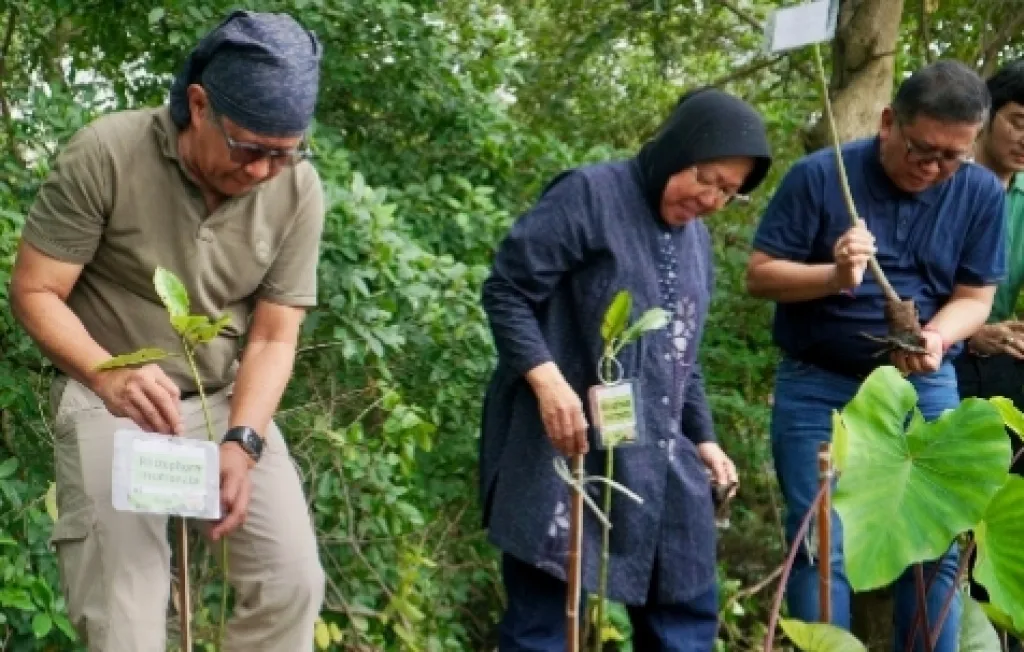 Rocky Gerung-Risma Gaungkan Mangrove Surabaya sebagai Benteng Ekologi