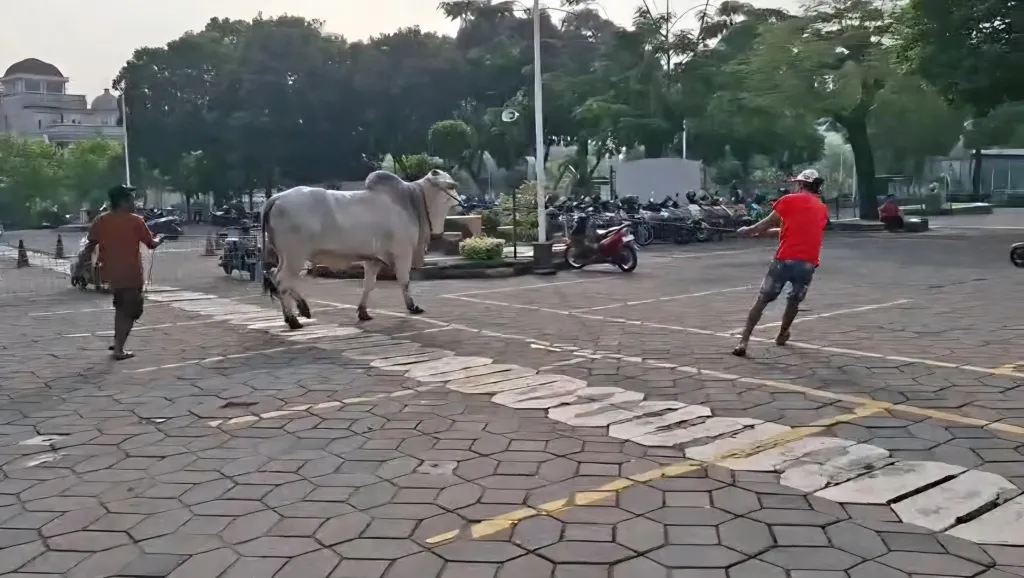 Foto: Sapi bantuan Presiden Prabowo ngamuk saat diturunkan dari Truk di Masjid Al Akbar Surabaya, Selasa (26/5/2026) pagi