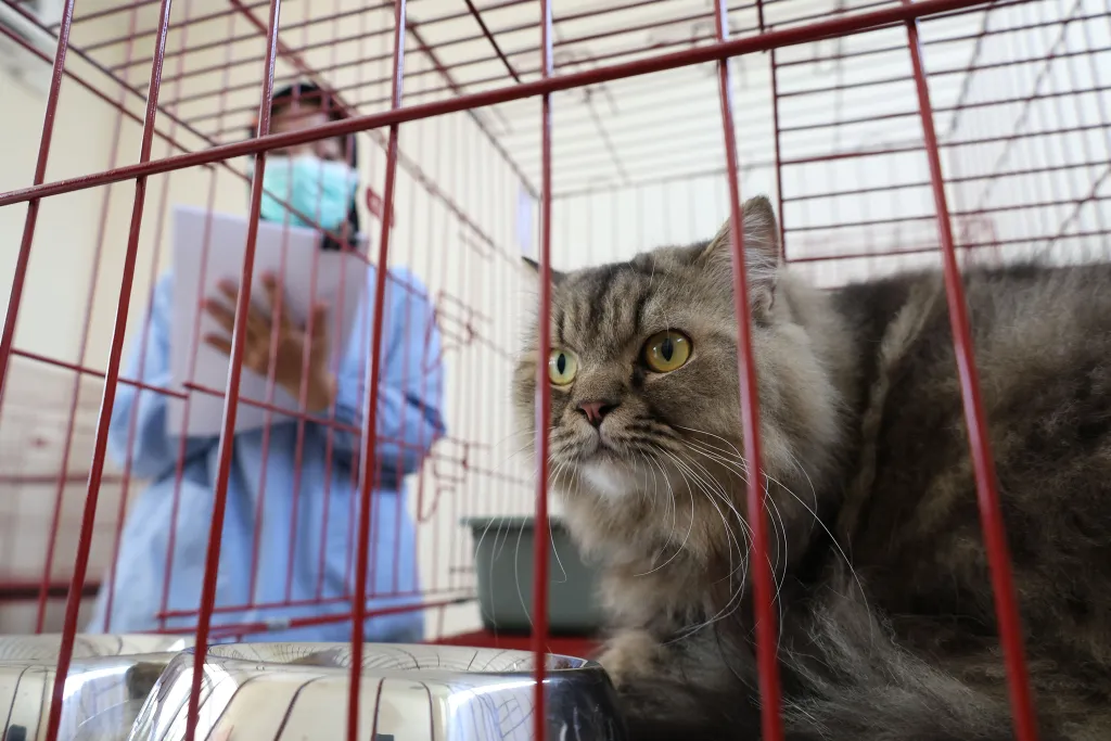 100 Ekor Kucing di Surabaya Jalani Sterilisasi Gratis