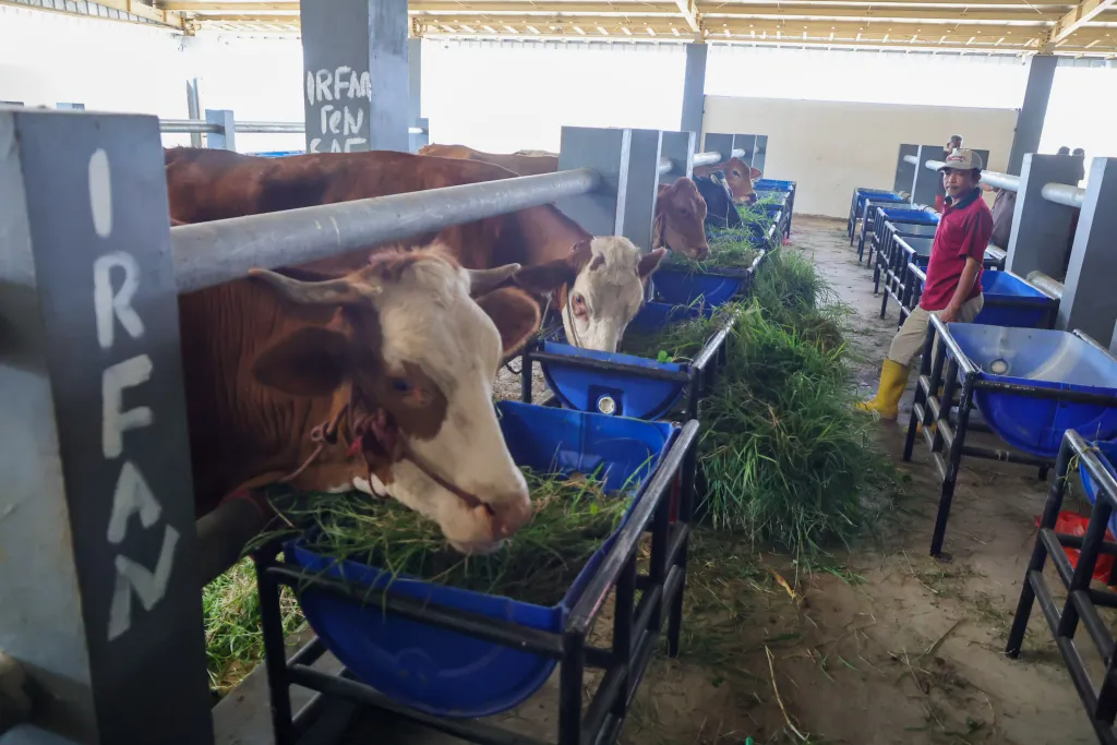 RPH Tambak Osowilangun Sudah Beroperasi Masif