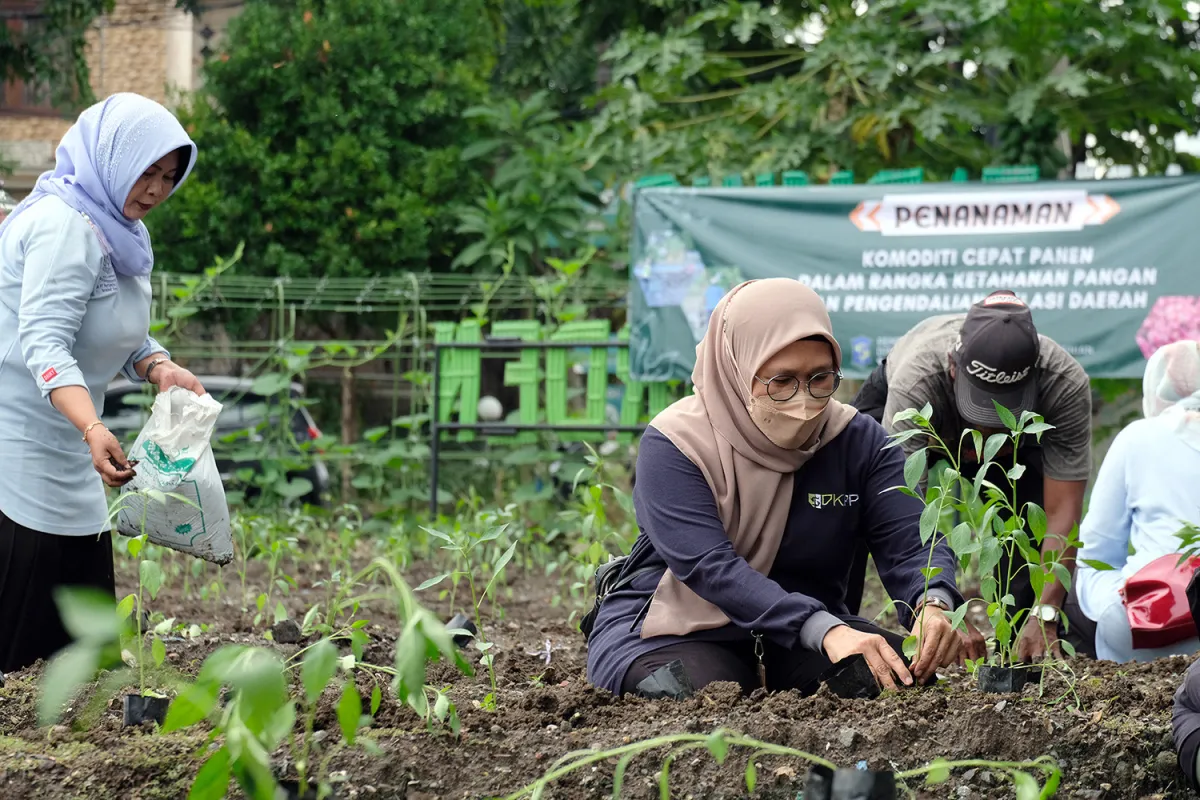 Tak Perlu ke Pasar! Pemkot Surabaya Ajak Warga Tanam Cabai Sendiri