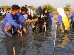 Penanaman 3000 Bibit Mangrove Tandai Peringatan HUT ke-1 KRM Surabaya