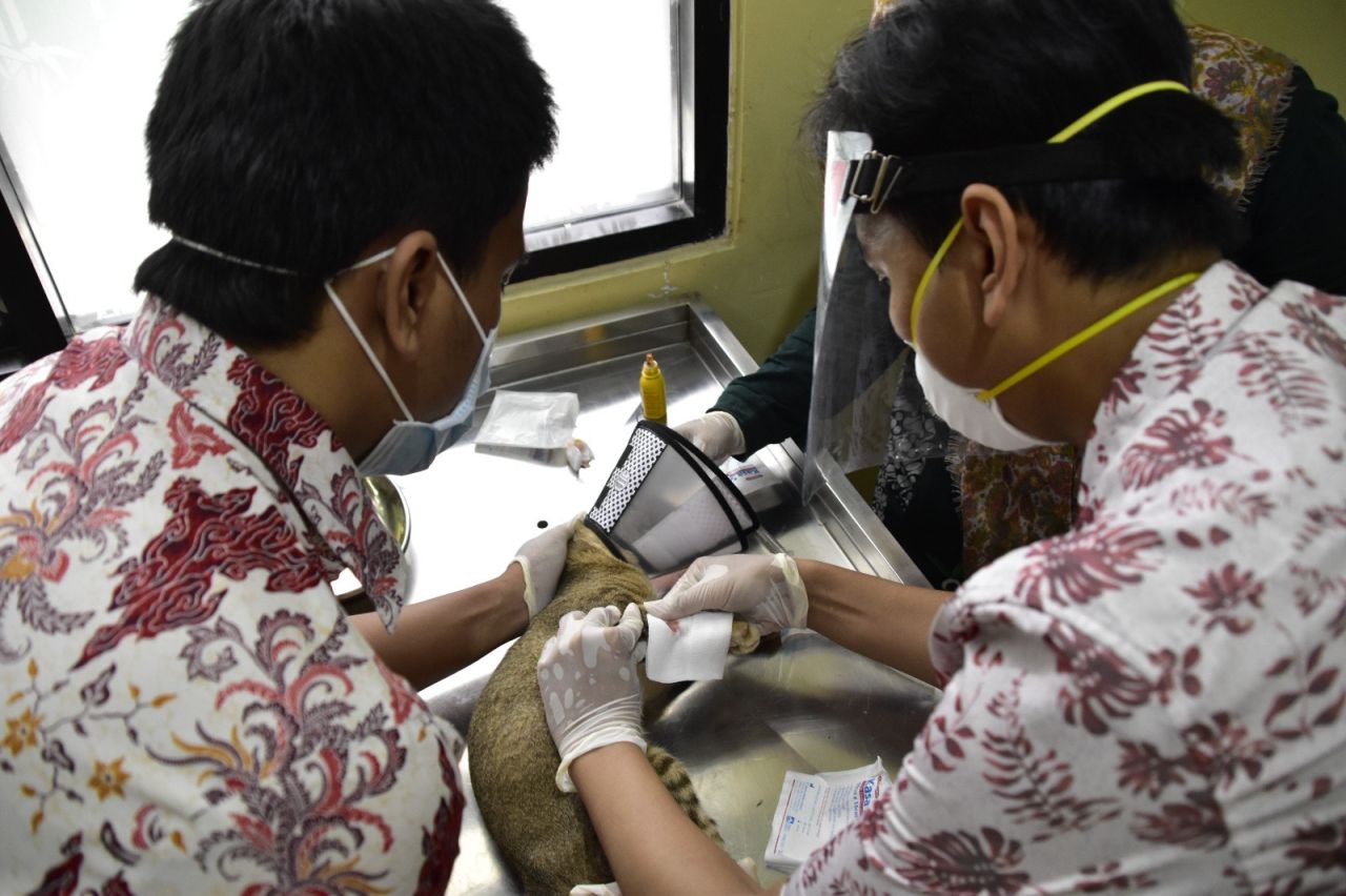 Hewan Kesayangan Sakit? Bawa Ke Klinik Hewan Milik DKPP Kota Surabaya, Gratis!