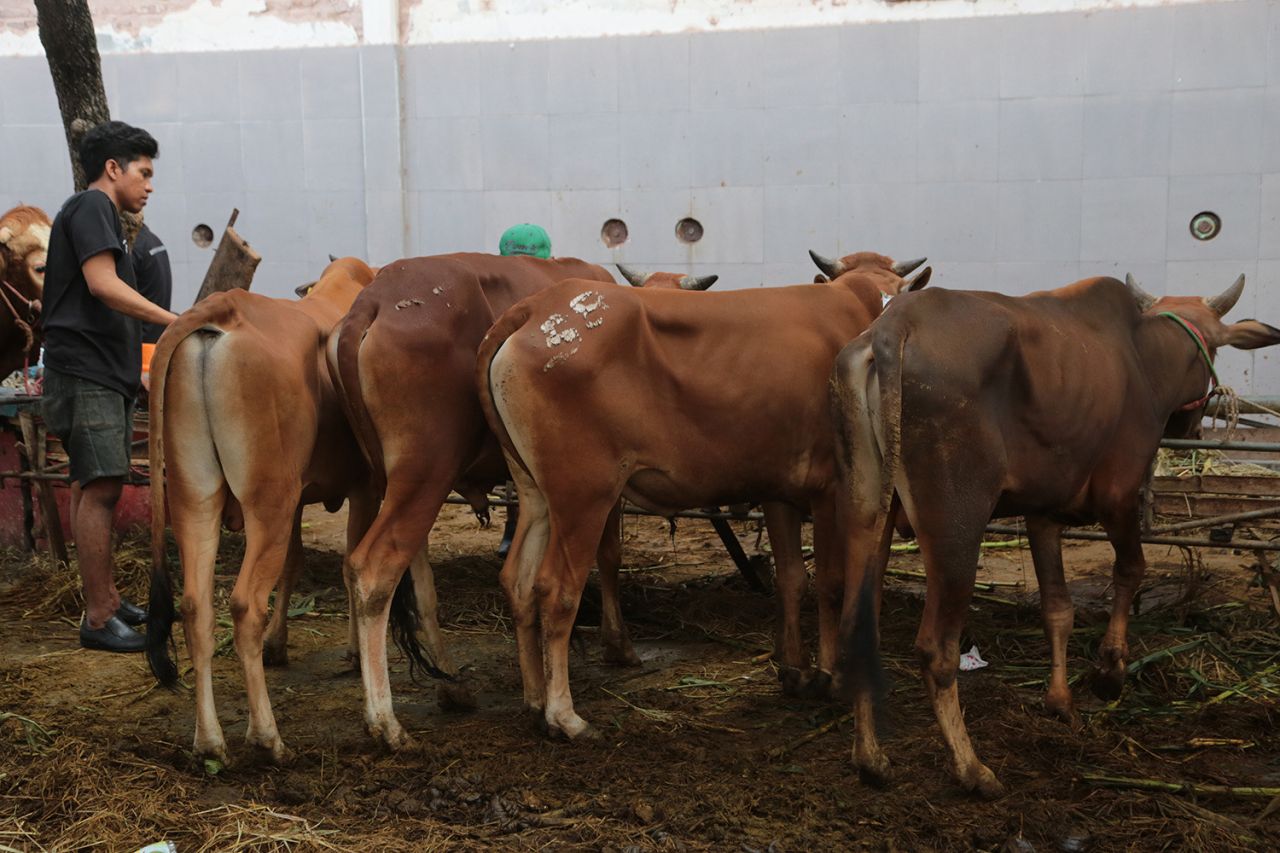 DLH Surabaya Imbau Warga Tak Buang Limbah Rumen Hewan Kurban Sembarangan